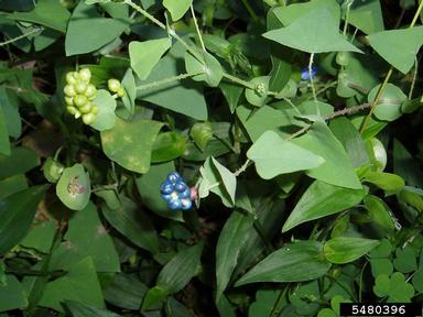 mile-a-minute weed, Persicaria perfoliata  (Polygonales: Polygonaceae) - 5480396
