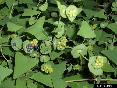 mile-a-minute weed, Persicaria perfoliata  (Polygonales: Polygonaceae) - 5480397