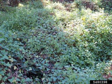 mile-a-minute weed, Persicaria perfoliata  (Polygonales: Polygonaceae) - 5480398