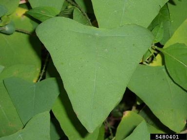 mile-a-minute weed, Persicaria perfoliata  (Polygonales: Polygonaceae) - 5480401