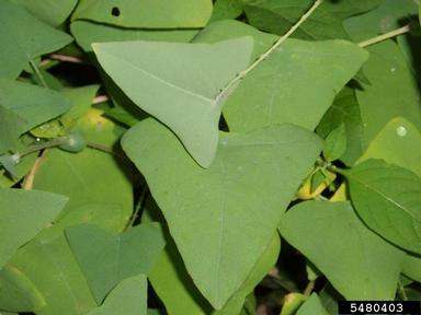 mile-a-minute weed, Persicaria perfoliata  (Polygonales: Polygonaceae) - 5480403