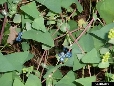 mile-a-minute weed, Persicaria perfoliata  (Polygonales: Polygonaceae) - 5480407