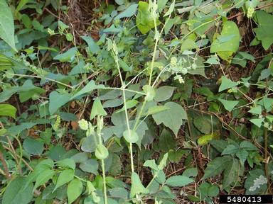 mile-a-minute weed, Persicaria perfoliata  (Polygonales: Polygonaceae) - 5480413