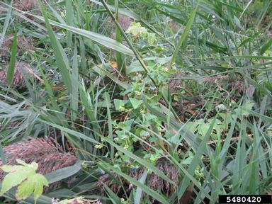 mile-a-minute weed, Persicaria perfoliata  (Polygonales: Polygonaceae) - 5480420
