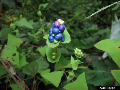 mile-a-minute weed, Persicaria perfoliata  (Polygonales: Polygonaceae) - 5480433