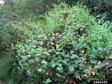 mile-a-minute weed, Persicaria perfoliata  (Polygonales: Polygonaceae) - 5480440