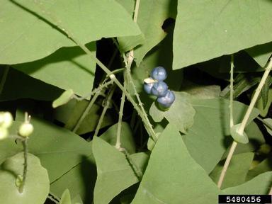 mile-a-minute weed, Persicaria perfoliata  (Polygonales: Polygonaceae) - 5480456