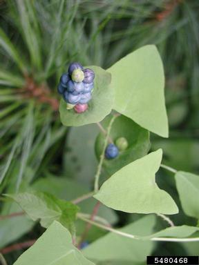 mile-a-minute weed, Persicaria perfoliata  (Polygonales: Polygonaceae) - 5480468