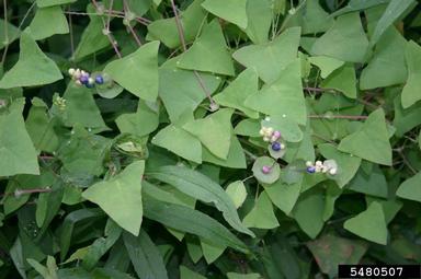 mile-a-minute weed, Persicaria perfoliata  (Polygonales: Polygonaceae) - 5480507