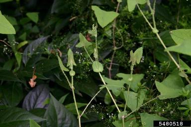 mile-a-minute weed, Persicaria perfoliata  (Polygonales: Polygonaceae) - 5480518