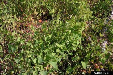mile-a-minute weed, Persicaria perfoliata  (Polygonales: Polygonaceae) - 5480529