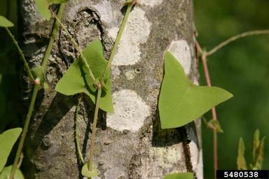 mile-a-minute weed, Persicaria perfoliata  (Polygonales: Polygonaceae) - 5480538