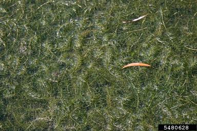 hydrilla, Hydrilla verticillata  (Hydrocharitales: Hydrocharitaceae) - 5480628