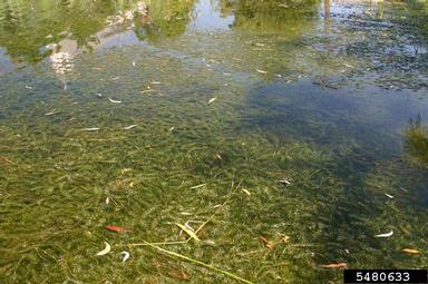 hydrilla, Hydrilla verticillata  (Hydrocharitales: Hydrocharitaceae) - 5480633