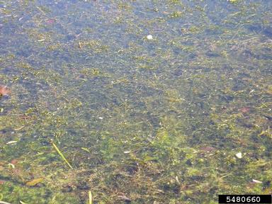 hydrilla, Hydrilla verticillata  (Hydrocharitales: Hydrocharitaceae) - 5480660