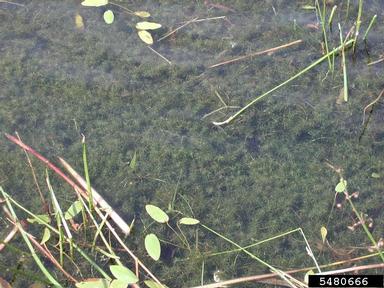 hydrilla, Hydrilla verticillata  (Hydrocharitales: Hydrocharitaceae) - 5480666