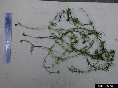 hydrilla, Hydrilla verticillata  (Hydrocharitales: Hydrocharitaceae) - 5480674