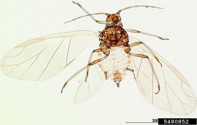 cowpea aphid, Aphis craccivora  (Hemiptera: Aphididae) - 5480852