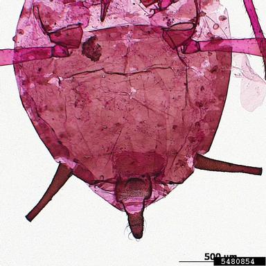 cowpea aphid, Aphis craccivora  (Hemiptera: Aphididae) - 5480854