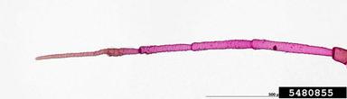 cowpea aphid, Aphis craccivora  (Hemiptera: Aphididae) - 5480855
