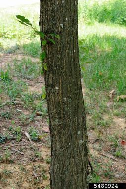 American chestnut, Castanea dentata  (Fagales: Fagaceae) - 5480924