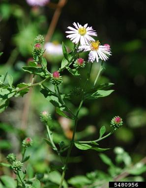 climbing aster, Ampelaster carolinianus  (Asterales: Asteraceae) - 5480956