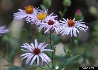 climbing aster, Ampelaster carolinianus  (Asterales: Asteraceae) - 5480963