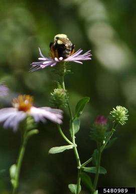 bumble bees (Bombus spp. ) on climbing aster (Ampelaster carolinianus ) - 5480989