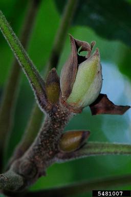 mockernut hickory, Carya tomentosa  (Juglandales: Juglandaceae) - 5481007