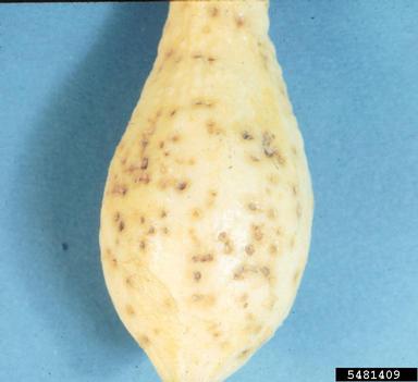 scab (Cladosporium cucumerinum ) on gourd (Cucurbita spp. ) - 5481409