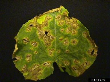 anthracnose (Colletotrichum orbiculare ) on cantaloupe (Cucumis melo Cantalupensis Group) - 5481762