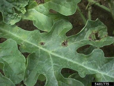 anthracnose (Colletotrichum orbiculare ) on watermelon (Citrullus lanatus ) - 5481775