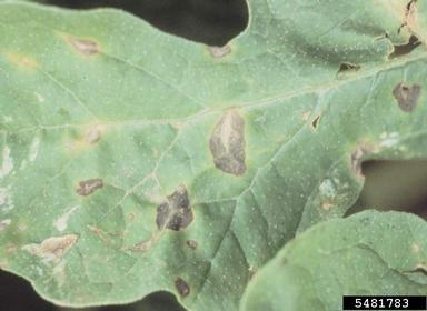 anthracnose (Colletotrichum orbiculare ) on watermelon (Citrullus lanatus ) - 5481783