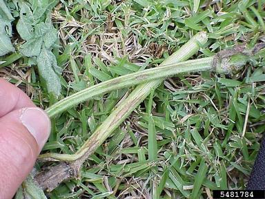anthracnose (Colletotrichum orbiculare ) on watermelon (Citrullus lanatus ) - 5481784