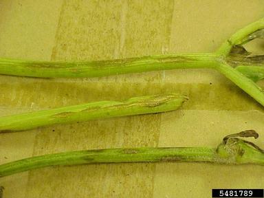 anthracnose (Colletotrichum orbiculare ) on watermelon (Citrullus lanatus ) - 5481789