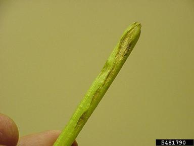 anthracnose (Colletotrichum orbiculare ) on watermelon (Citrullus lanatus ) - 5481790