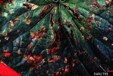 angular leaf spot of cucumber (Pseudomonas syringae pv. lachrymans) on cantaloupe (Cucumis melo Cantalupensis Group) - 5481795