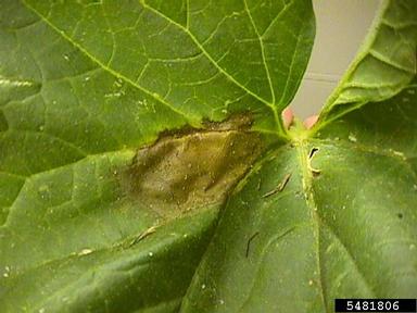Phytophthora blight (Phytophthora capsici ) on cantaloupe (Cucumis melo Cantalupensis Group) - 5481806