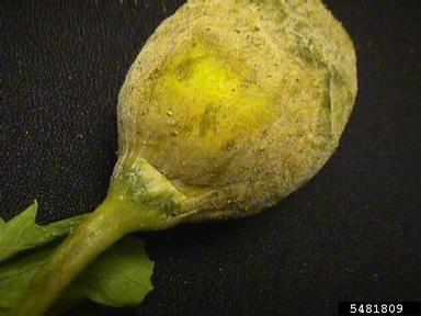 Phytophthora blight (Phytophthora capsici ) on cantaloupe (Cucumis melo Cantalupensis Group) - 5481809