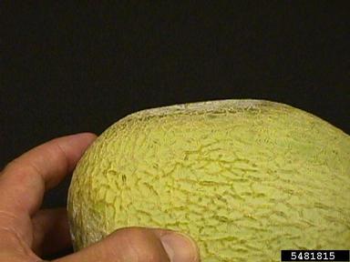 Phytophthora blight (Phytophthora capsici ) on cantaloupe (Cucumis melo Cantalupensis Group) - 5481815