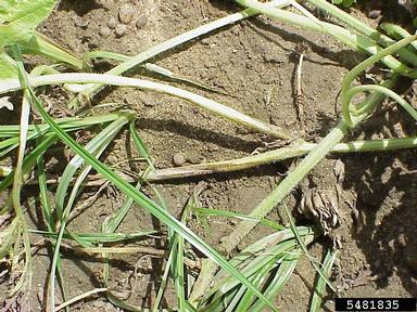 Phytophthora blight (Phytophthora capsici ) on watermelon (Citrullus lanatus ) - 5481835