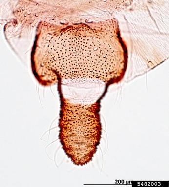 mango aphid, Toxoptera odinae  (Hemiptera: Aphididae) - 5482003