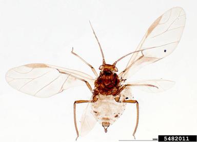 mango aphid, Toxoptera odinae  (Hemiptera: Aphididae) - 5482011
