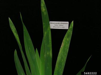 Tomato Spotted Wilt Virus (Tospovirus TSWV ) on blackberry lily (Belamcanda chinensis ) - 5482222