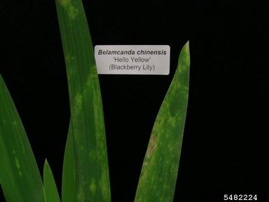Tomato Spotted Wilt Virus (Tospovirus TSWV ) on blackberry lily (Belamcanda chinensis ) - 5482224