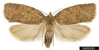 summer fruit tortrix moth, Adoxophyes orana  (Lepidoptera: Tortricidae) - 5482283