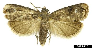 Tortricid moth, Cydia fabivora  (Lepidoptera: Tortricidae) - 5482415