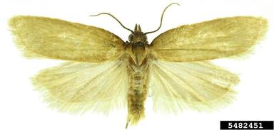 South African carnation tortrix, Epichoristodes acerbella  (Lepidoptera: Tortricidae) - 5482451