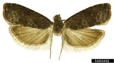 plum fruit moth, Grapholita funebrana  (Lepidoptera: Tortricidae) - 5482462