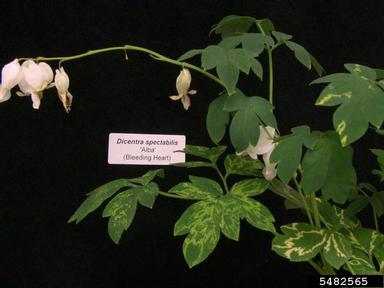 Tobacco Rattle Virus (Tobravirus TRV ) on bleeding heart (Lamprocapnos spectabilis ) - 5482565